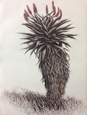 Aloe Ferox
