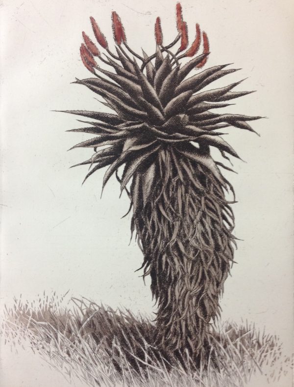 Aloe Ferox