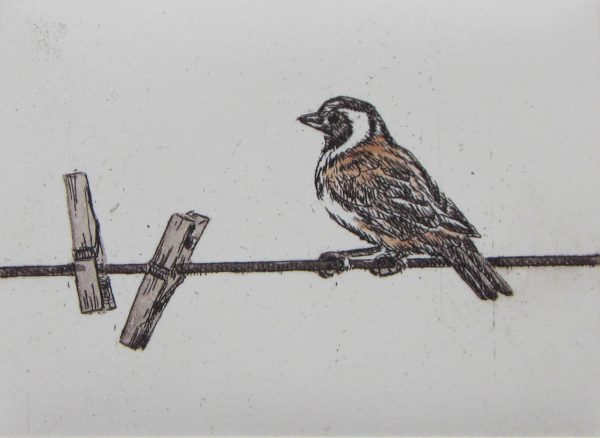 Sparrow