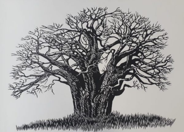 Baobab