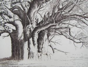 Baobab (2) Sagole