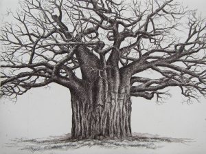 Baobab (3) Shimuwini