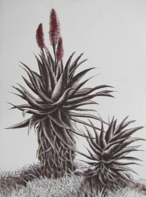 Aloe Ferox x Aloe Arborescens