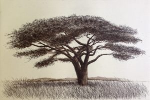 Umbrella Thorn