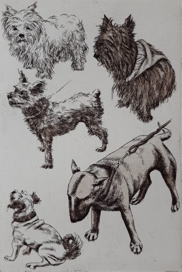 The Dogs I met out Walking (3)