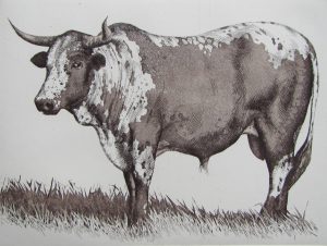 Nguni (1)