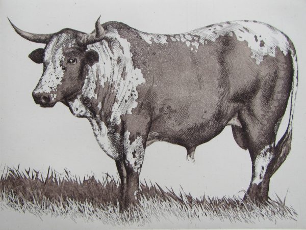 Nguni (1)
