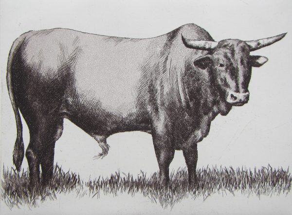 Nguni (2)