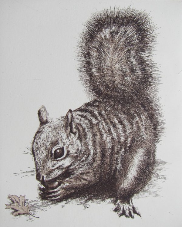 Squirrel