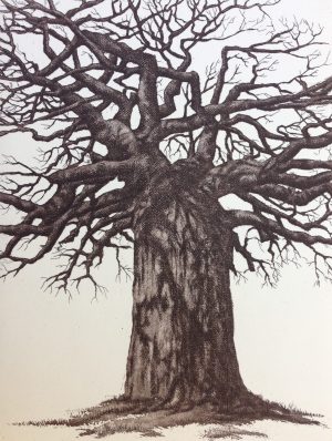 Baobab