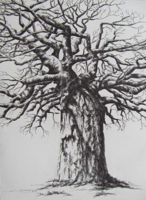 Baobab (1) Mopane