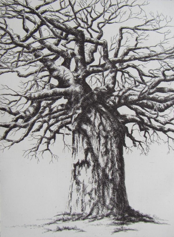 Baobab (1) Mopane