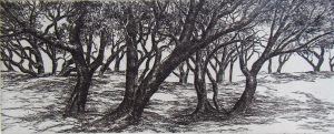 Shady Woodland