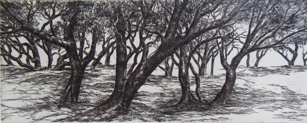 Shady Woodland