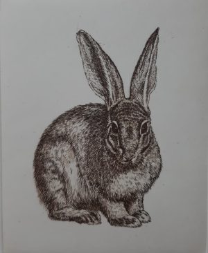 Riverine Rabbit