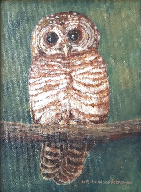 Owl
