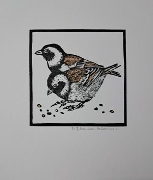 Sparrows